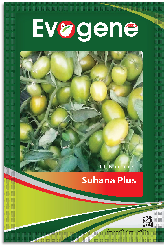 Tomato- Suhana Plus