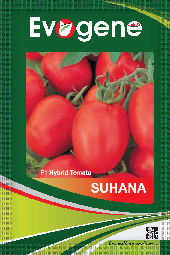 Tomato Suhana