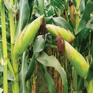 Maize- Yuvaraj 81