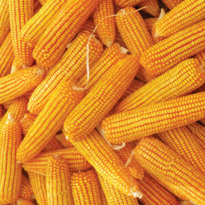 Maize- evo 52