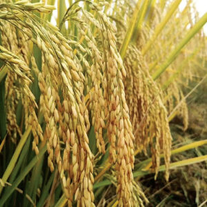 Paddy- Sigma