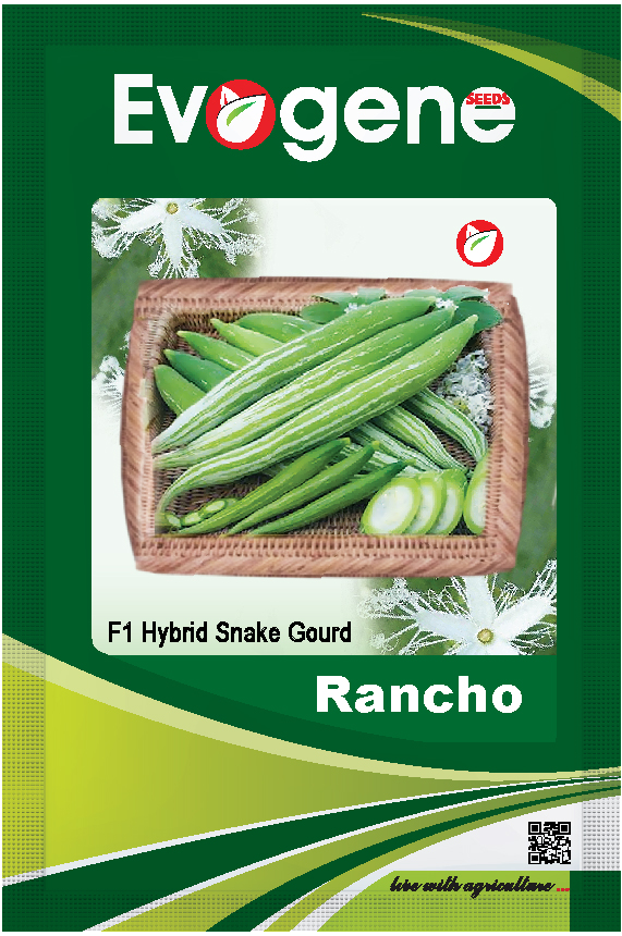 Snake Gourd- Rancho