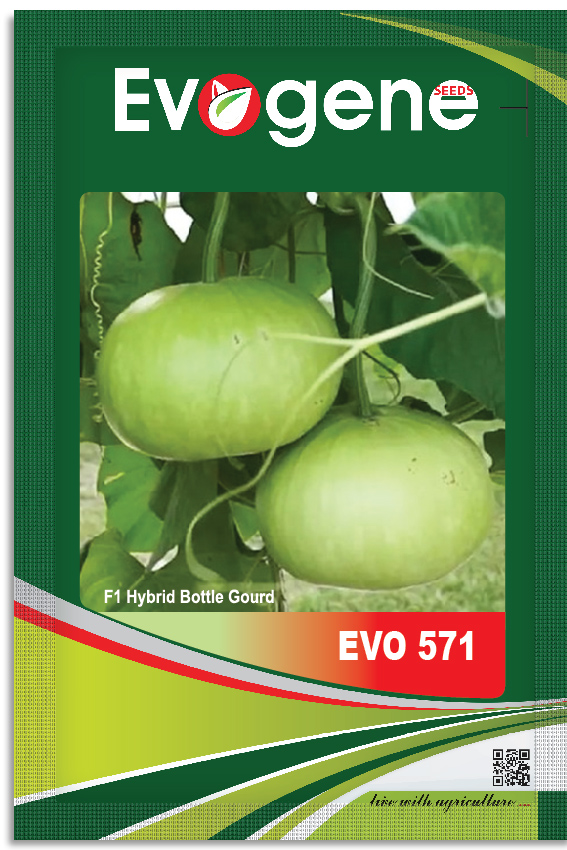 Bottle Gourd- Evo 571