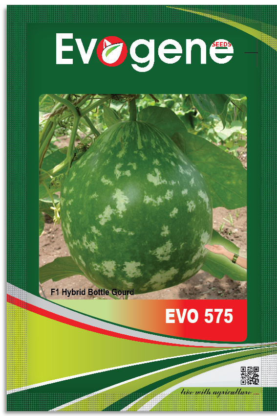 Bottle Gourd- Evo 575