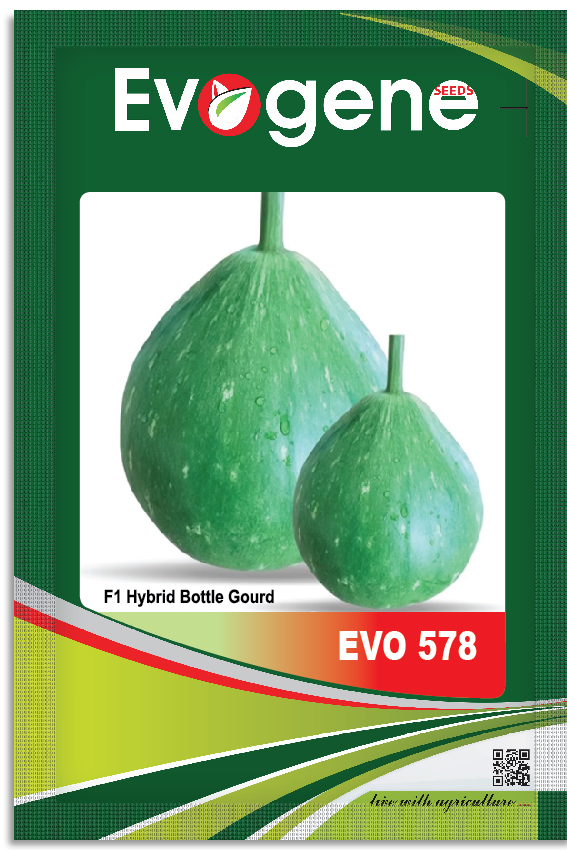Bottle Gourd- Evo 578