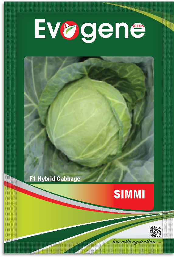Cabbage- Simmi