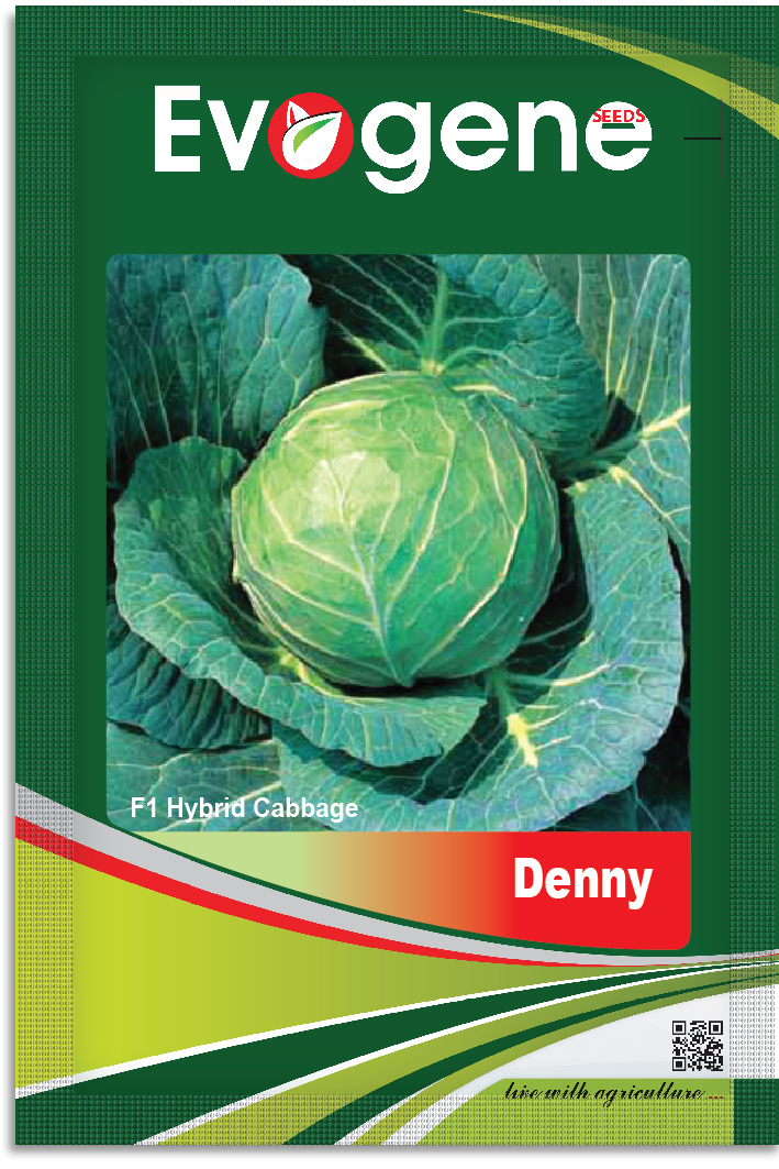 Cabbage- Denny