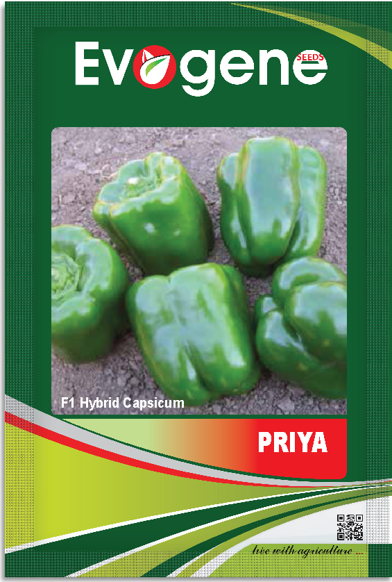 Capsicum- Priya