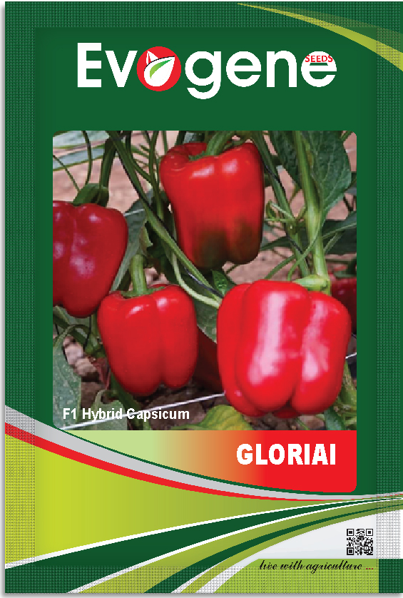 Capsicum- Gloria