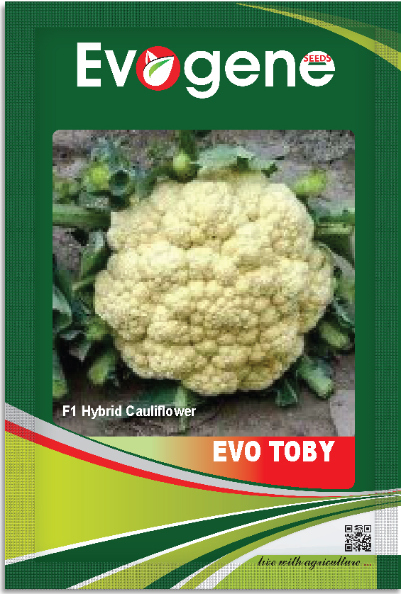Cauliflower- Evo Toby