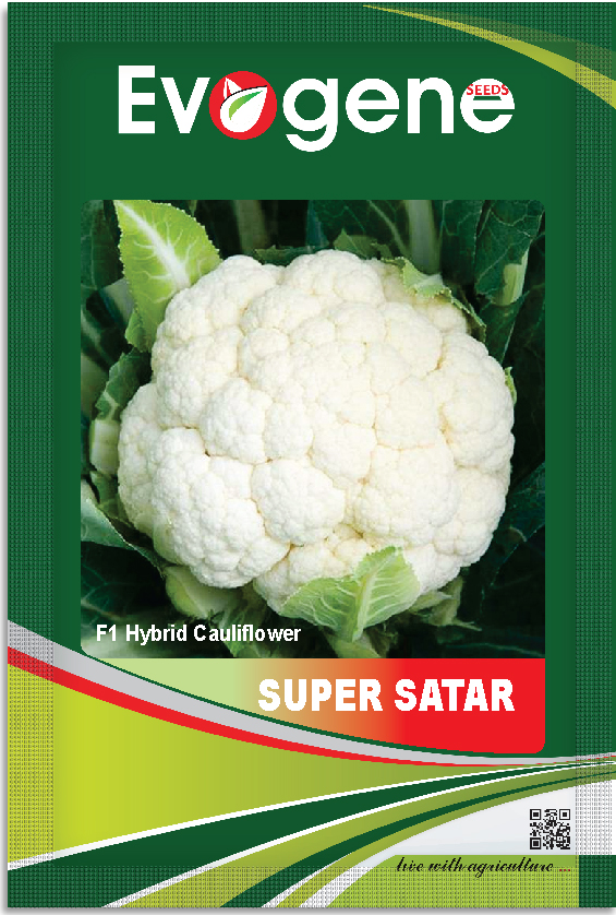 Cauliflower- Super Star