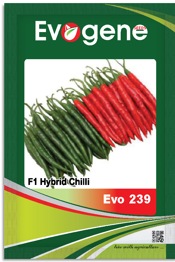 Chilli- Evo 239