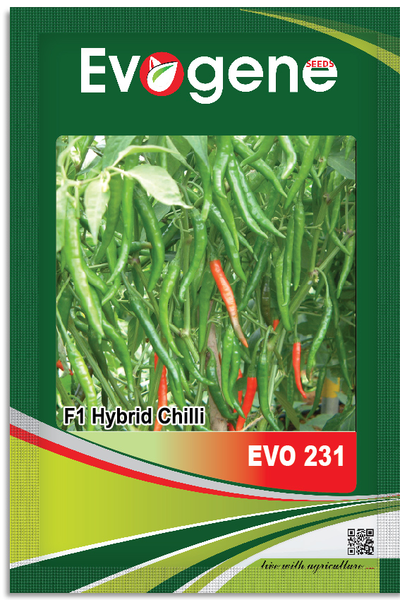 Chilli- Evo 231