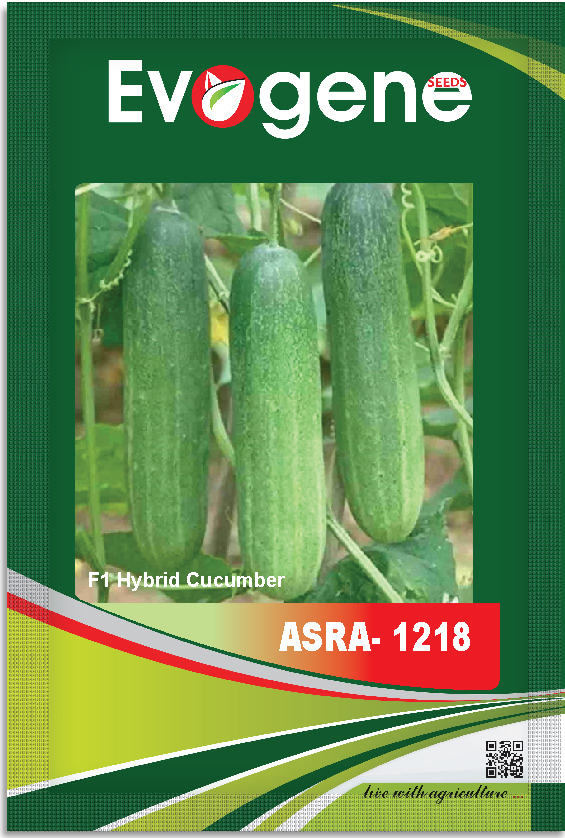 Cucumber- Asra 1218