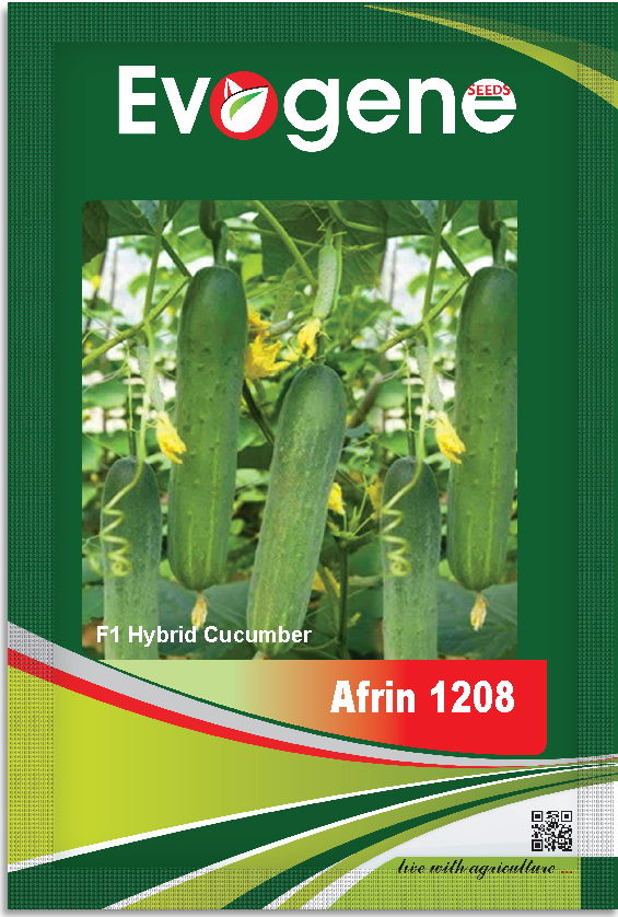 Cucumber- Afrin 1208