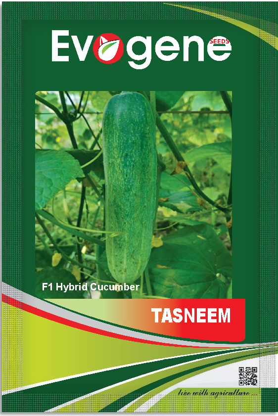 Cucumber- Tasneem