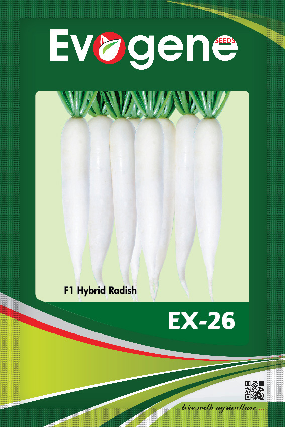 Radish- E X-26