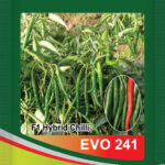 Chilli- Evo 241