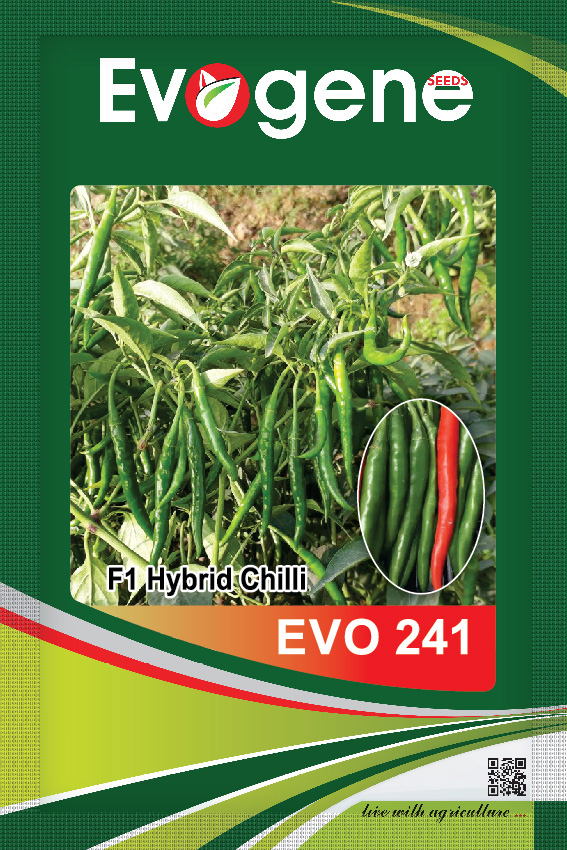 Chilli- Evo 241
