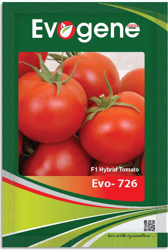 Tomato- Evo 726