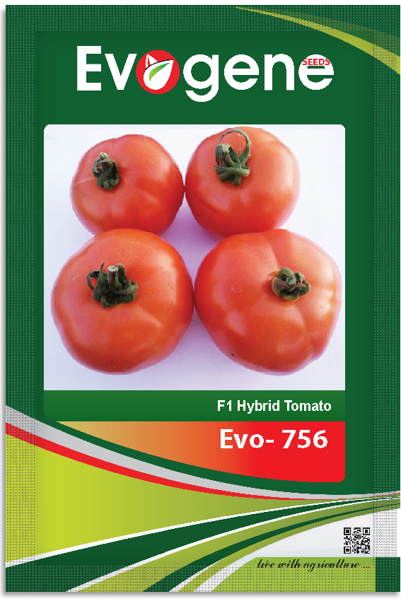 Tomato- Evo 756