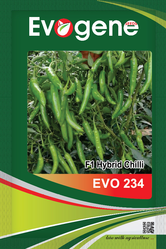 Chilli- Evo 243