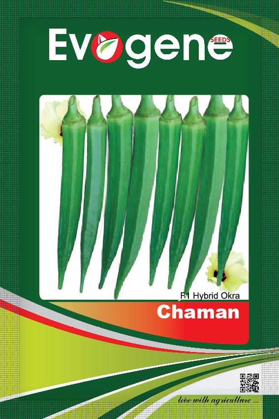 Okra-Chaman