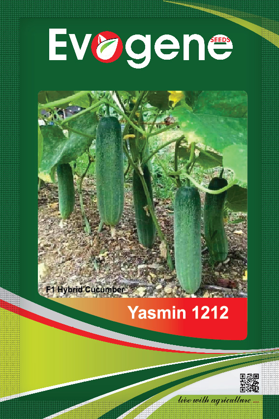 Cucumber- Yasmin 1212
