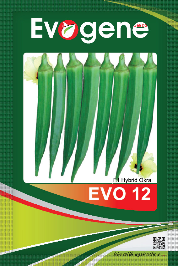 Okra- Evo 12