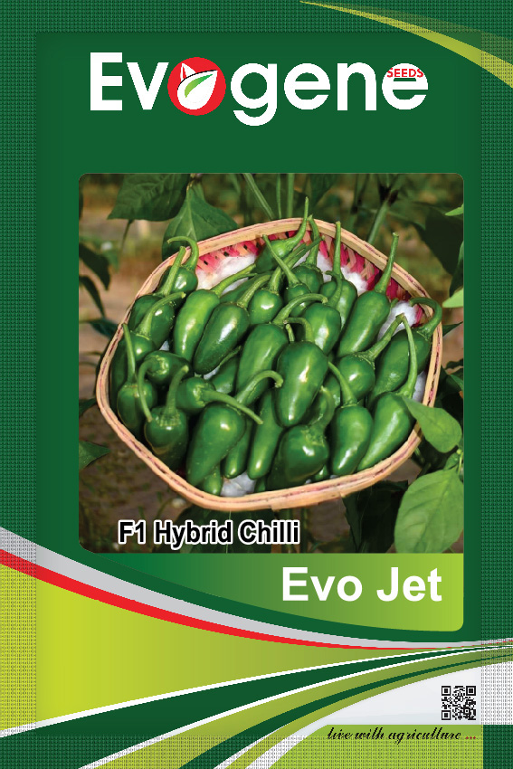 Chilli- Evo Jet