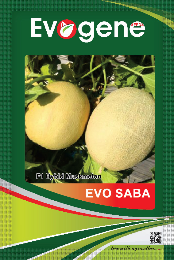 Musk Melon- Evo Saba