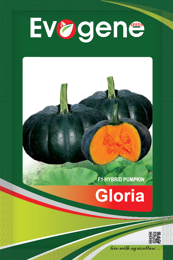 Pumpkin- Gloria