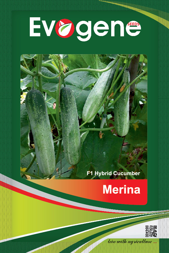 Cucumber- Merina