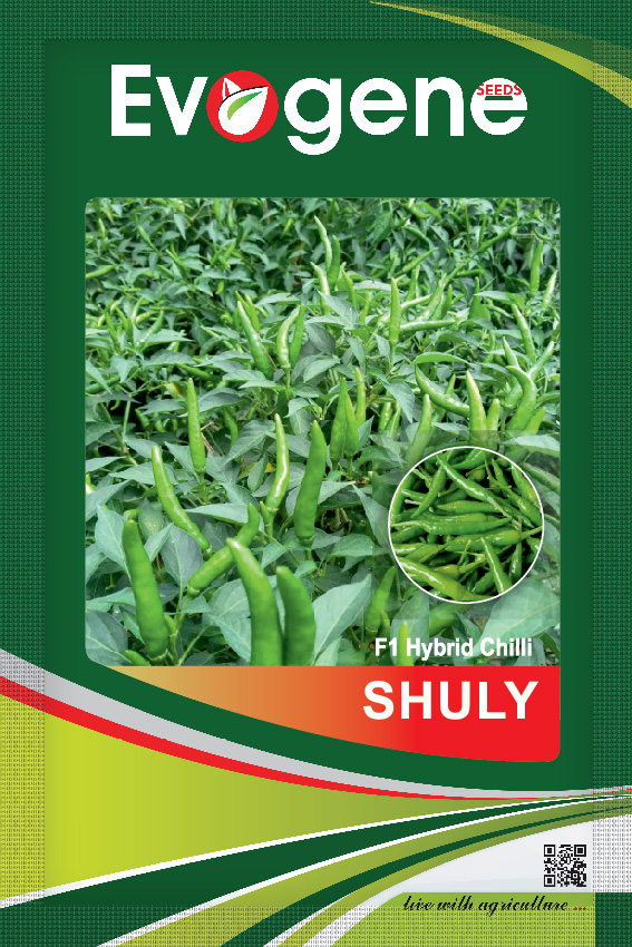 Chilli- Shuly
