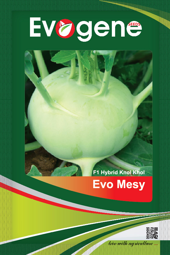 Knol Khol- Evo Mesy