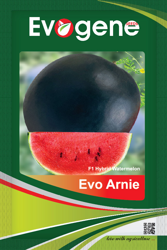Watermelon-	Evo Arnie