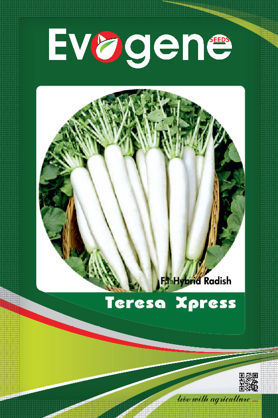 Radish-Teresa Xpress
