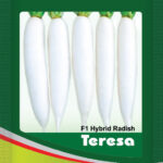 Radish- Teresa
