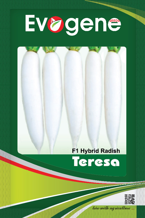 Radish- Teresa