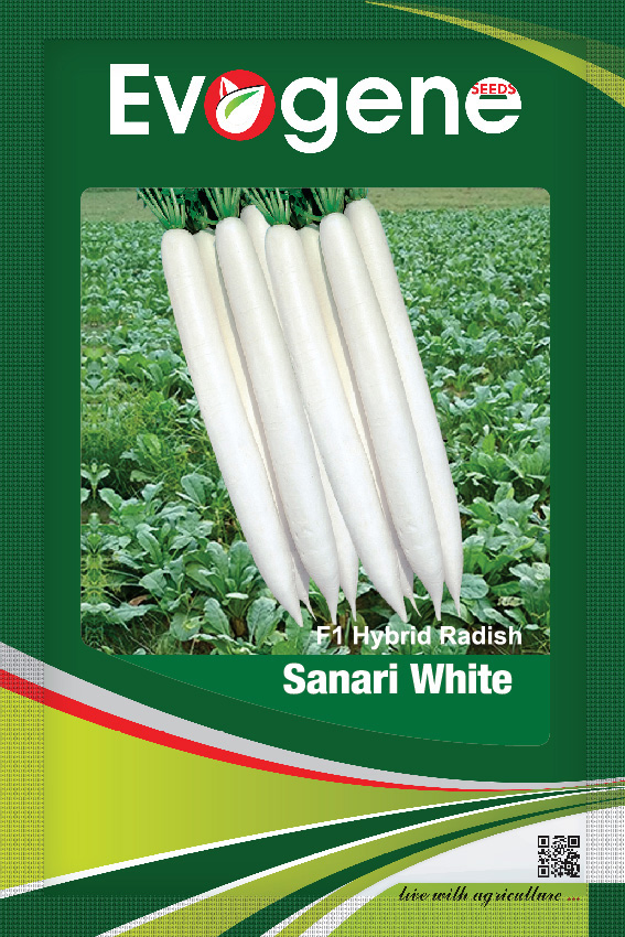 Radish- Sanari White