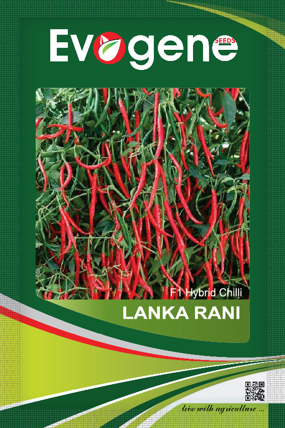 Chilli-  Lanka Rani