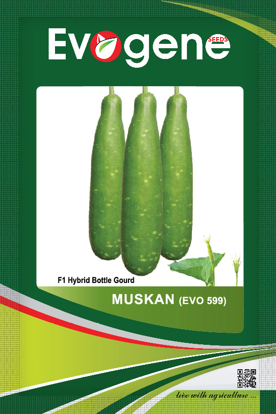 Bottle Gourd- Muskan Evo 599