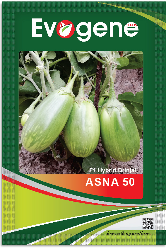 Brinjal-Asna 50