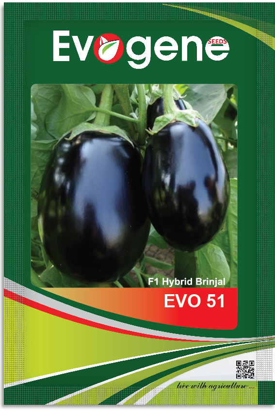 Brinjal- Evo 51