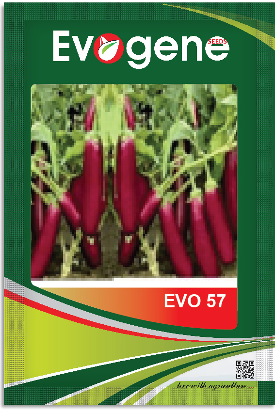 Brinjal- Evo 57