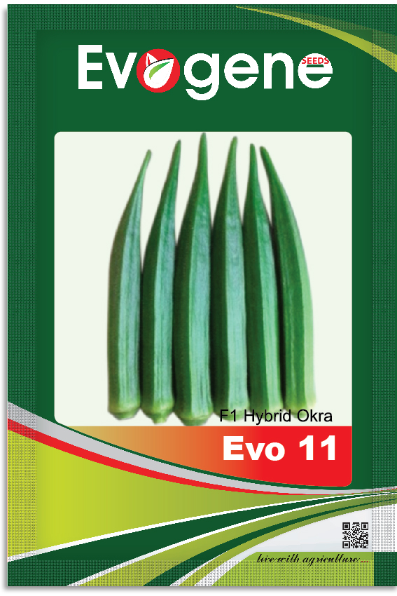 Okra- Evo 11