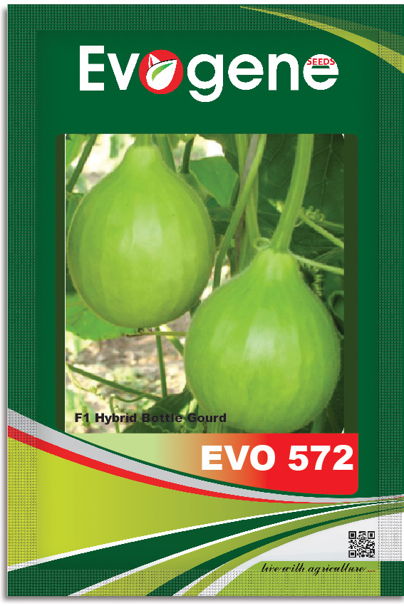 Bottle Gourd- Evo 572