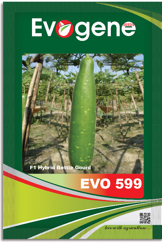 Bottle Gourd- Evo 599