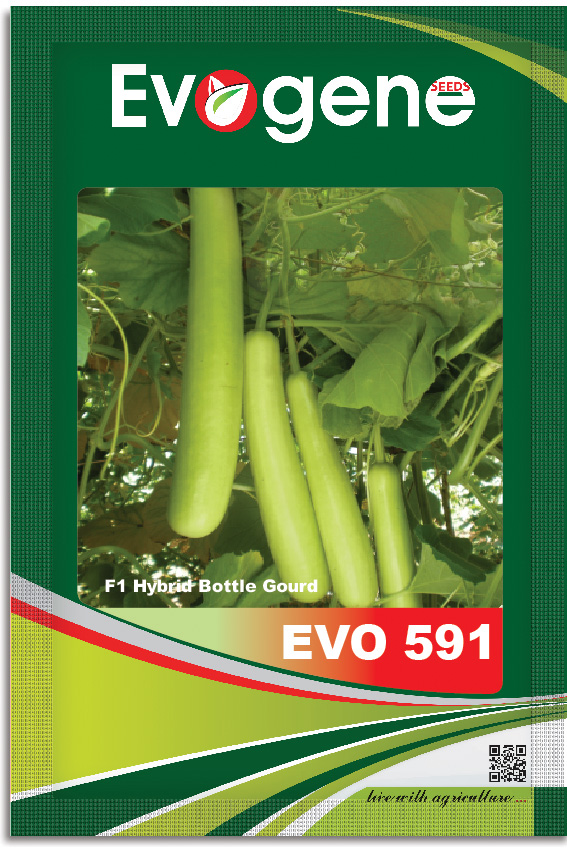 Bottle Gourd- Evo 591