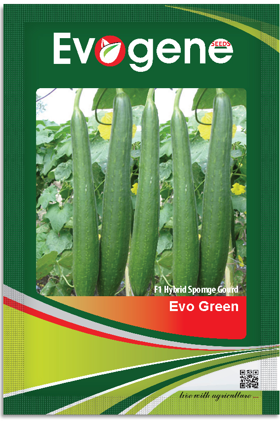 Sponge Gourd- Evo Green